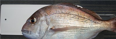 UNBRANDED FOOD GRADE HDPE FISH CLAMP 630MM - SECURE & HYGIENIC HANDLING